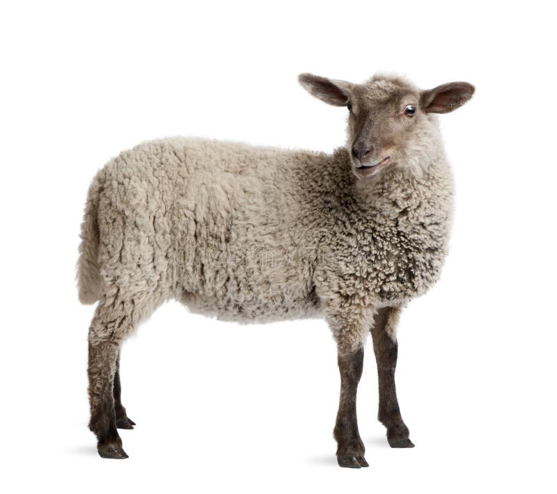 64,174 Lamb White Background Stock Photos Free & RoyaltyFree Stock