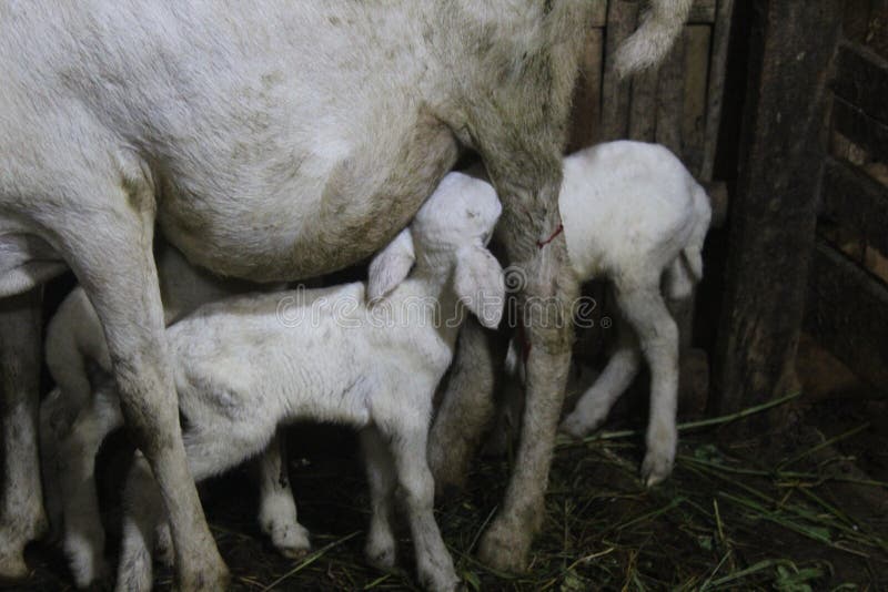 Mother of Lamb that is Breastfeeding Stock Image Image of meadow