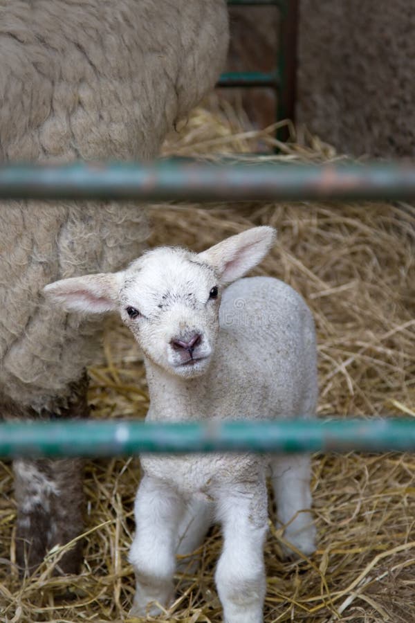 Lamb in a pen filled with straw. Lamb in a pen filled with straw