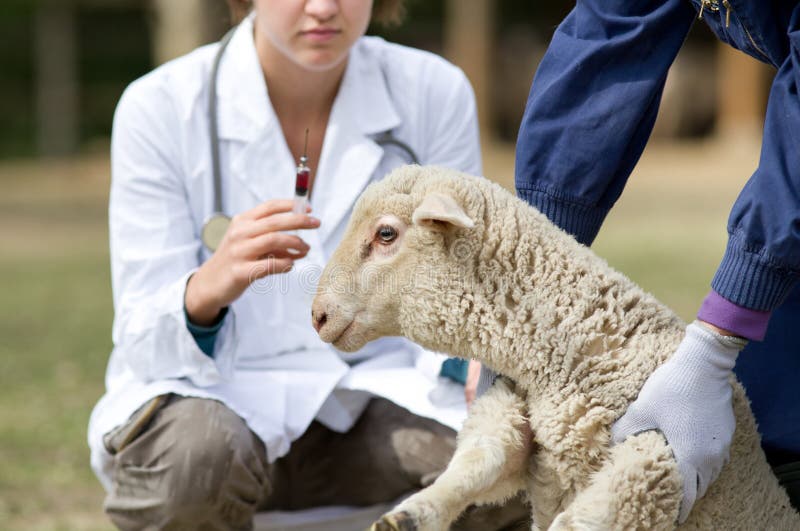 lamb-vaccination-afraid-workers-hands-waiting-53547620.jpg