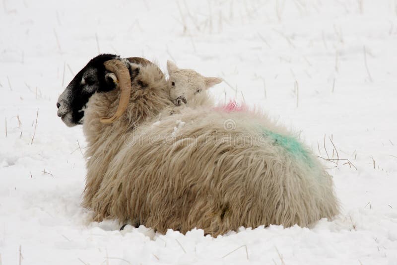 Cordero calentando por mi cuenta sobre el madre en la nieve,, Escocia.