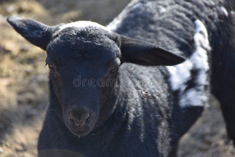 759 Sheep Raising Stock Photos - Free & Royalty-Free Stock Photos from  Dreamstime