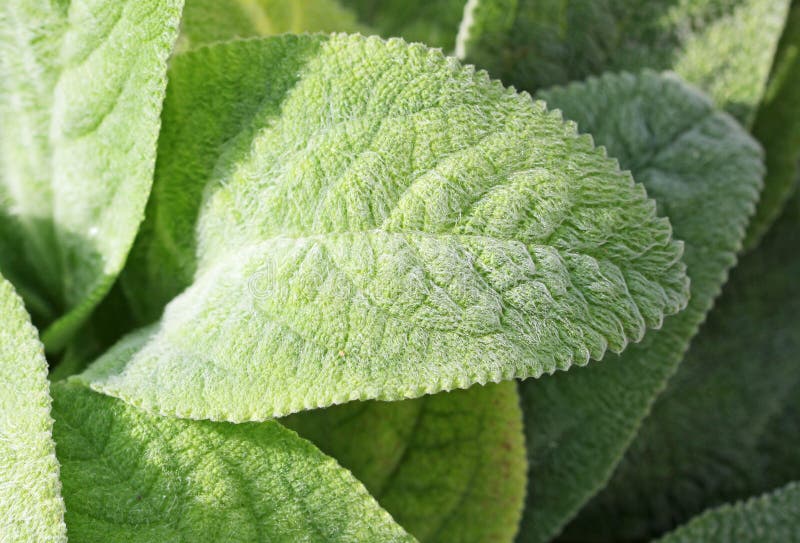 Lambs ear leaf stock image. Image of nature, byzantina 79634663