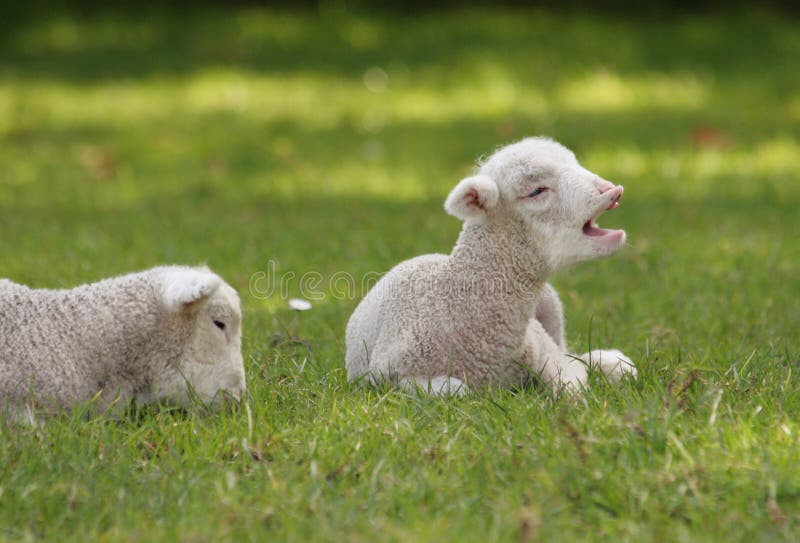 Lambs in the paddock stock images