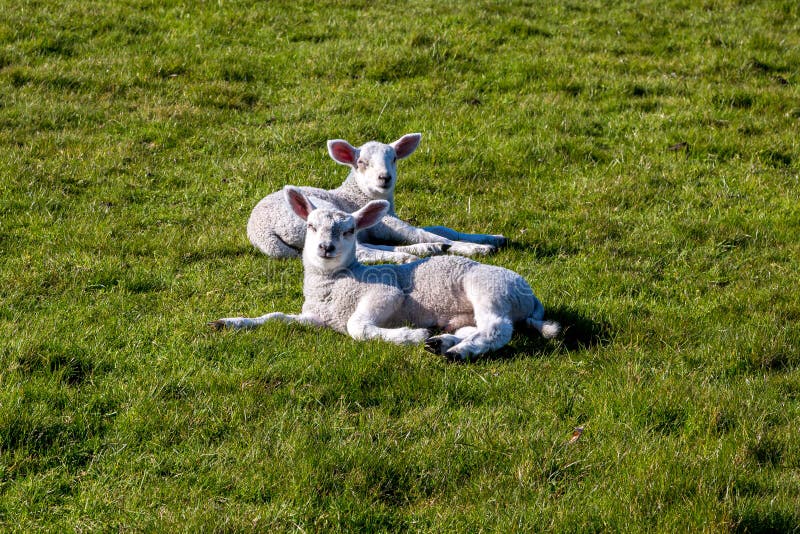 Lambs in Spring stock image Lambs in Spring stock image