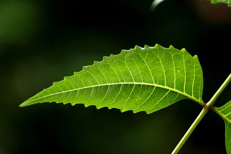 Lame-Azadirachta de Neem indica image libre de droits Lame-Azadirachta de Neem indica image libre de droits