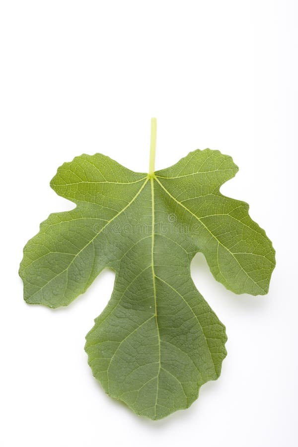 Fig leaf on white background. Fig leaf on white background