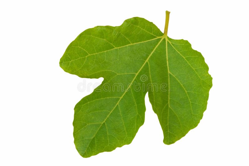 The highly symbolic fig leaf - over white. The highly symbolic fig leaf - over white.