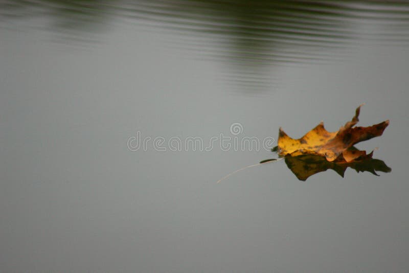Lame flottant sur l'eau images stock Lame flottant sur l'eau images stock