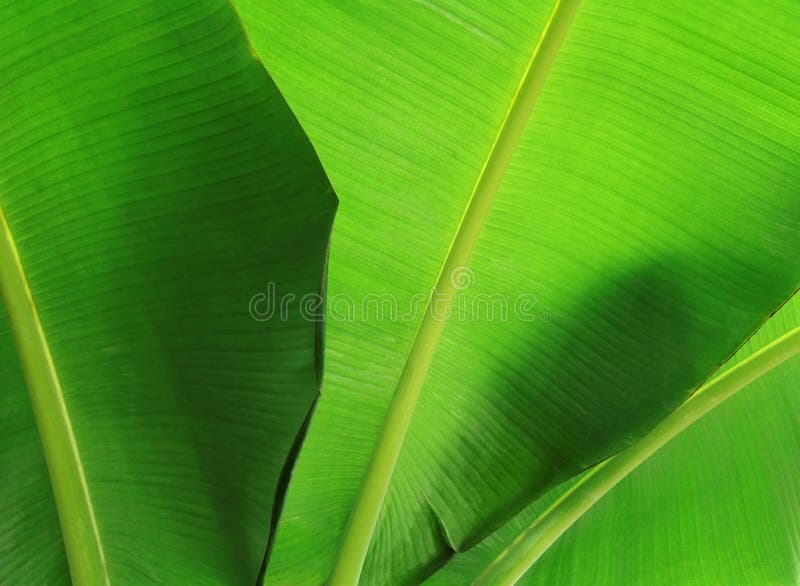lame proche de banane vers le haut photos libres de droits lame proche de banane vers le haut photos libres de droits