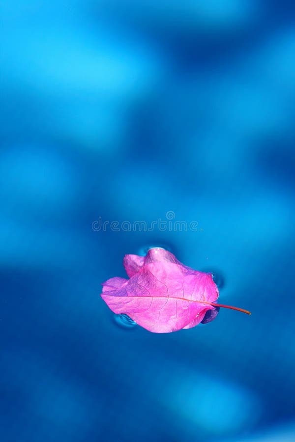 Lame sur le regroupement images stock Lame sur le regroupement images stock