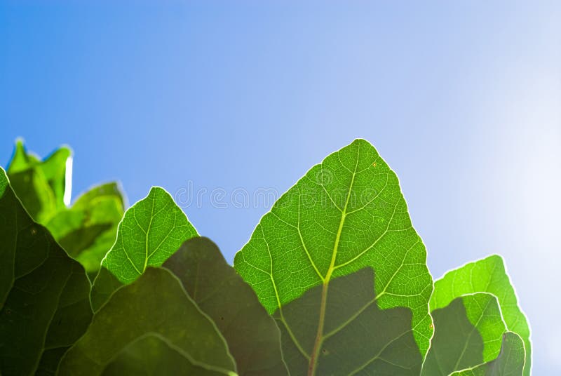 Lame verte fraîche et ciel bleu photographie stock Lame verte fraîche et ciel bleu photographie stock