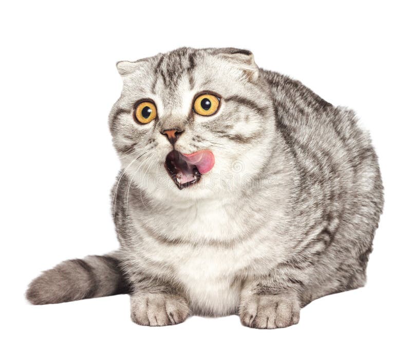 Lamedura escocesa del gatito El retrato de un escocés sorprendido del gato dobla recto, doblez del escocés delante de un fondo bl foto de archivo libre de regalías Lamedura escocesa del gatito El retrato de un escocés sorprendido del gato dobla recto, doblez del escocés delante de un fondo bl foto de archivo libre de regalías