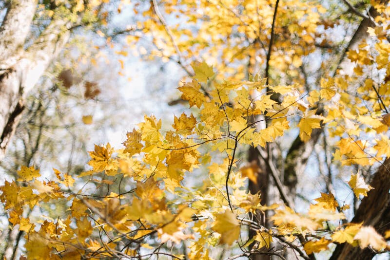 Lames color?es d'?rable Feuille d'?rable jaune en automne photos libres de droits Lames color?es d'?rable Feuille d'?rable jaune en automne photos libres de droits