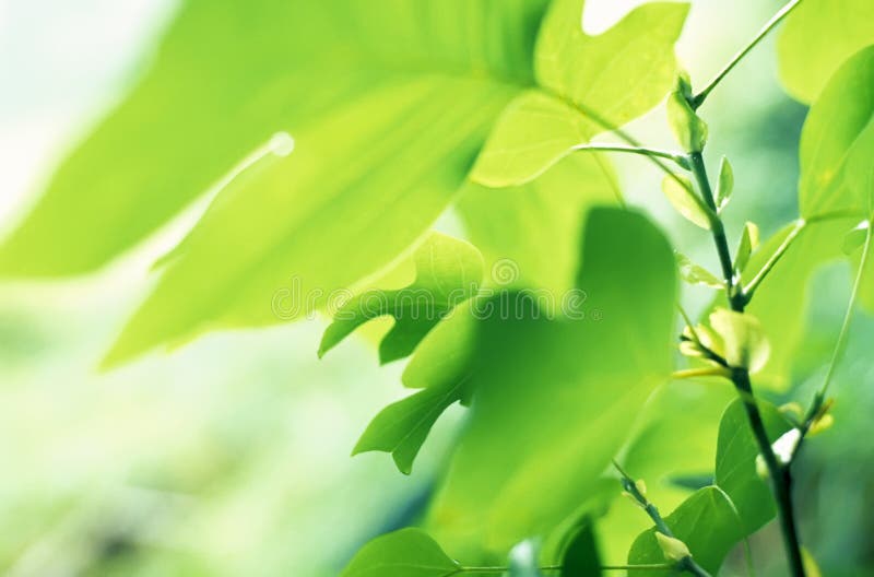 Lames d'arbre de tulipe photo stock Lames d'arbre de tulipe photo stock