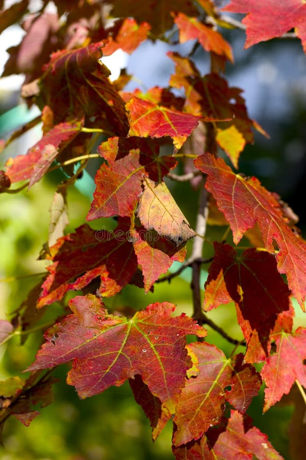 Lames d'automne photographie stock Lames d'automne photographie stock