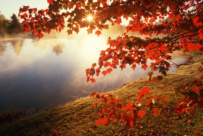 Lames d'automne au-dessus de l'étang brumeux, CT photo stock Lames d'automne au-dessus de l'étang brumeux, CT photo stock