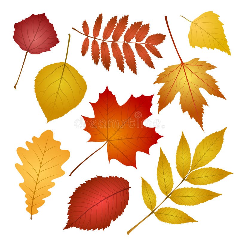 Lames d'automne d'isolement sur le fond blanc illustration libre de droits