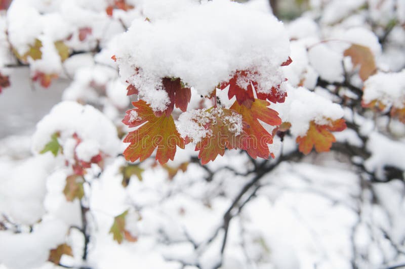 Lames d'automne dans la neige photo stock Lames d'automne dans la neige photo stock