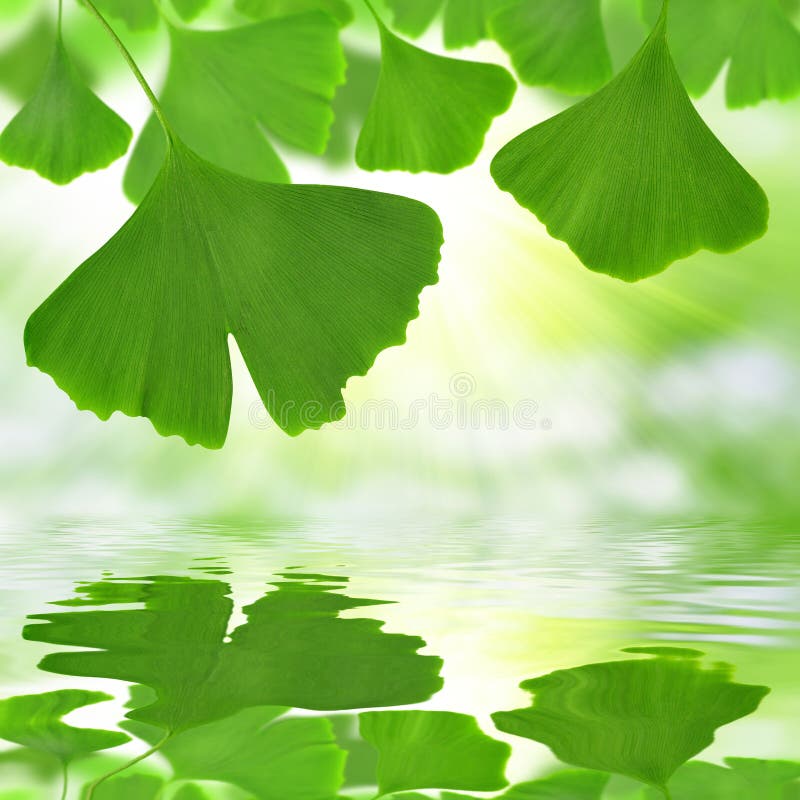Lames de biloba de Ginkgo image libre de droits Lames de biloba de Ginkgo image libre de droits