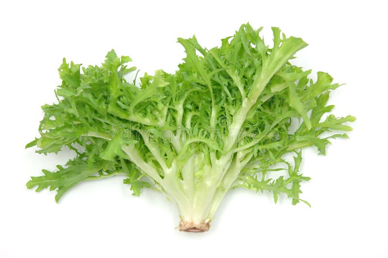 Lames de chicorée frisée e/scarole images stock Lames de chicorée frisée e/scarole images stock