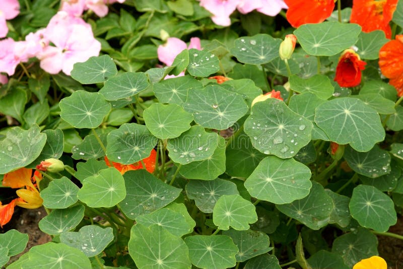 Lames de majus de Tropaeolum photos stock Lames de majus de Tropaeolum photos stock