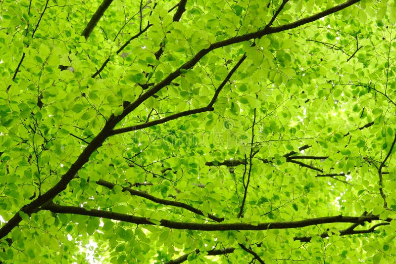Lames de vert photographie stock Lames de vert photographie stock