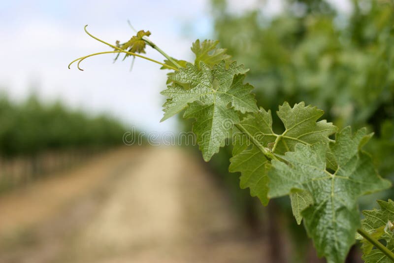Lames de vigne dans Napa Valley photo stock Lames de vigne dans Napa Valley photo stock
