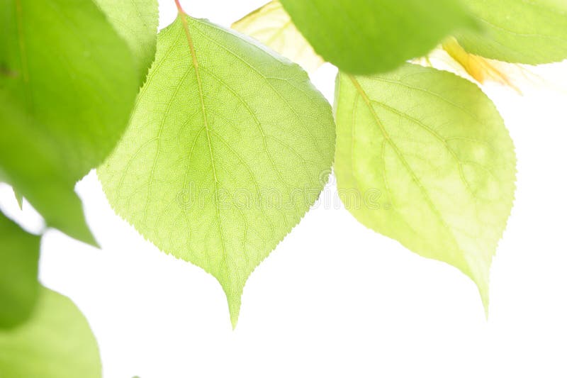 Feuilles vertes et fraîches au soleil image stock
