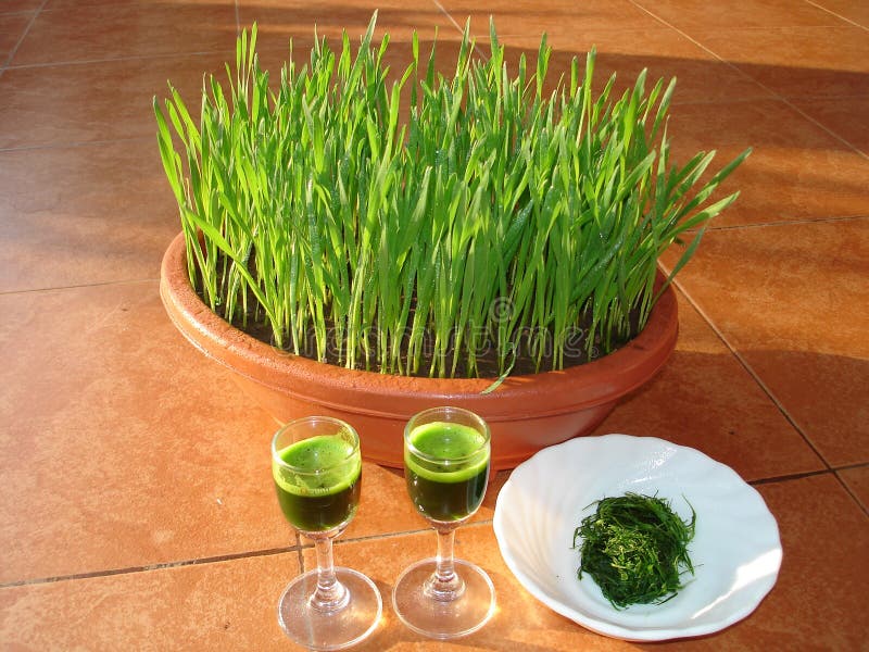 Wheat Grass juice is good for health. It increases the Hb level in the blood and can be taken on a daily basis. The procedure to take the juice is simple. Sow some wheat in a shallow pot (approx 1 sq ft) On the seventh day cut the grass and squeeze out the juice which can be consumed immediately. Wheat Grass juice is good for health. It increases the Hb level in the blood and can be taken on a daily basis. The procedure to take the juice is simple. Sow some wheat in a shallow pot (approx 1 sq ft) On the seventh day cut the grass and squeeze out the juice which can be consumed immediately.