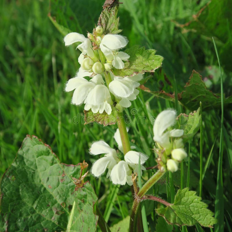 Lamium Avec De Petites Fleurs Blanches, Un Chou Sauvage Comestible, Aussi S  Photo stock - Image du pré, floral: 94163424