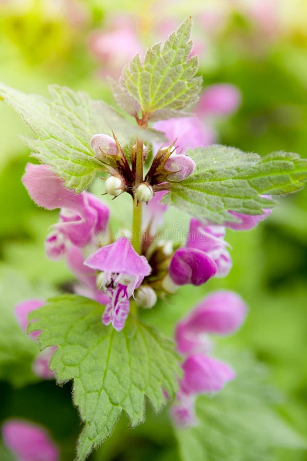 Lamium maculatum zdjęcia royalty free Lamium maculatum zdjęcia royalty free
