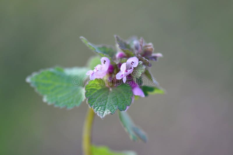 Lamium purpureum zdjęcie stock Lamium purpureum zdjęcie stock