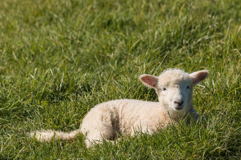 Lamm, das auf Frühlingswiese stillsteht lizenzfreies stockbild