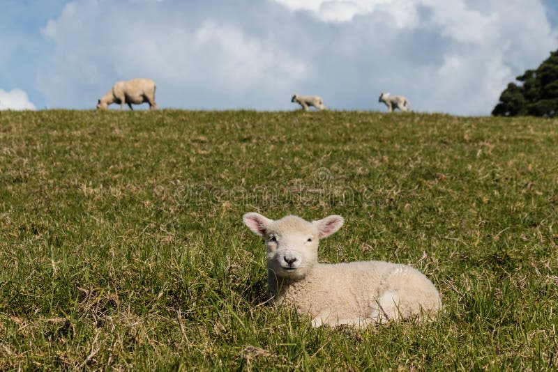 Lamm, das auf Gras stillsteht stockfotos