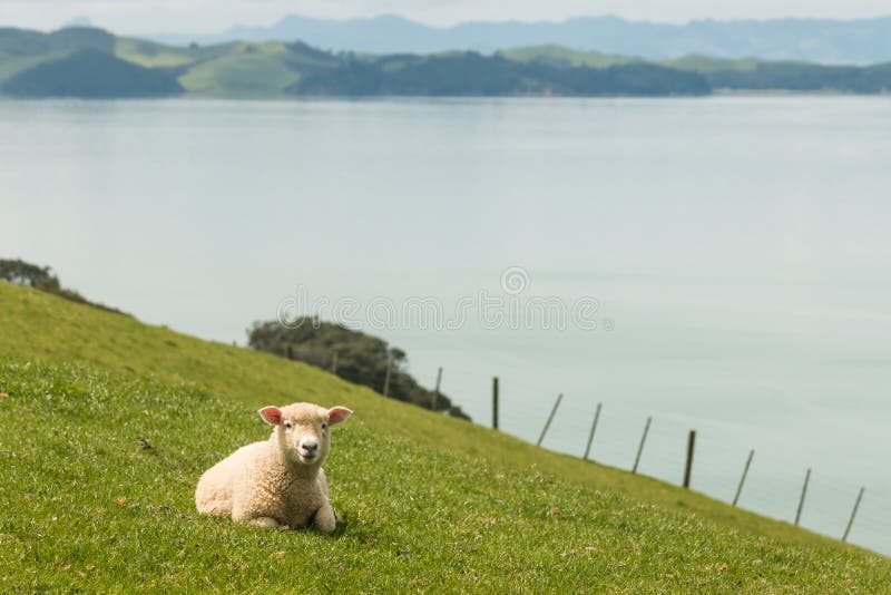 Lamm, das auf grasartiger Steigung stillsteht lizenzfreie stockfotografie