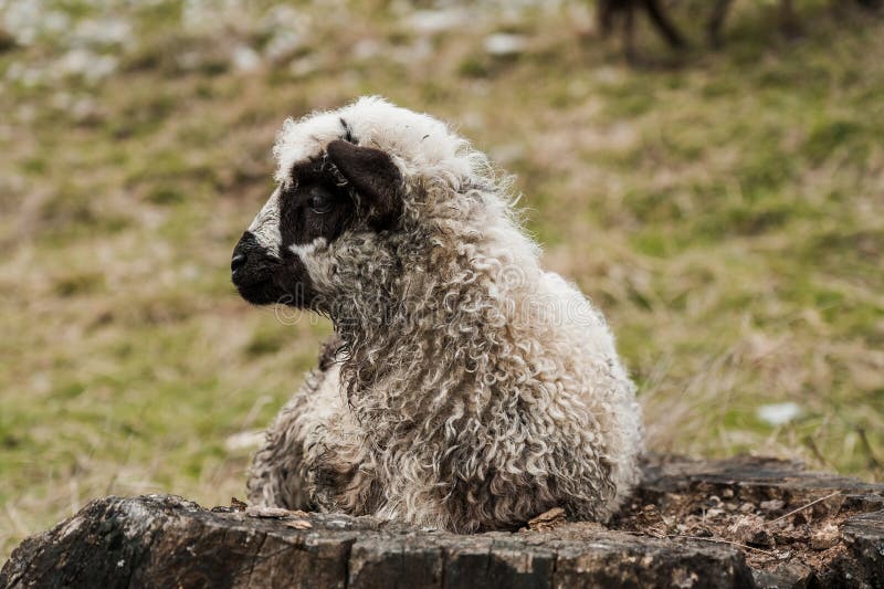 Lamm mit Curlyhaar auf einem Baumstamm auf einer malerischen Wiese stockbilder