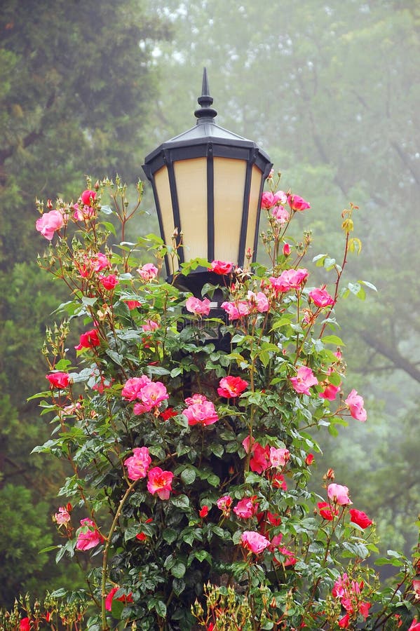 Lamp post and roses stock photo. Image of lamppost, petals 20019232