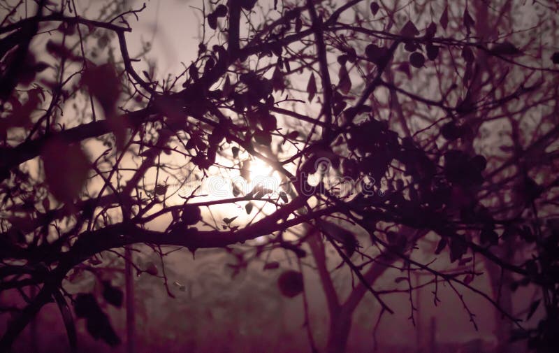 Lamp Post Shining through Tree Stock Image Image of mystery, quiet
