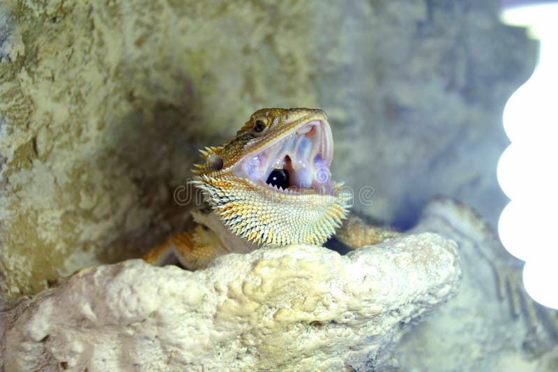 Lampada prendente il sole dell'agama del Hatchling di barbata barbuto di Pogona fotografia stock Lampada prendente il sole dell'agama del Hatchling di barbata barbuto di Pogona fotografia stock