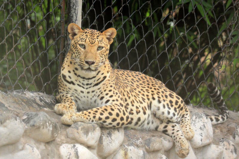 lampart & x28; Panthera Pardus& x29; odpoczywać na klatki ściany portrecie obraz stock lampart & x28; Panthera Pardus& x29; odpoczywać na klatki ściany portrecie obraz stock