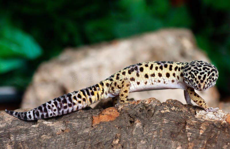 Leopard gecko on a bark. Leopard gecko on a bark