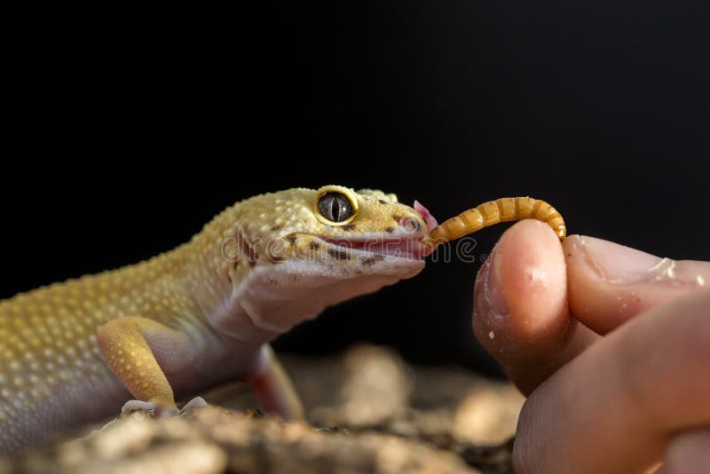 Closeup of a leopard gecko, Eublepharis macularius eating a mealworm from the hand. Closeup of a leopard gecko, Eublepharis macularius eating a mealworm from the hand