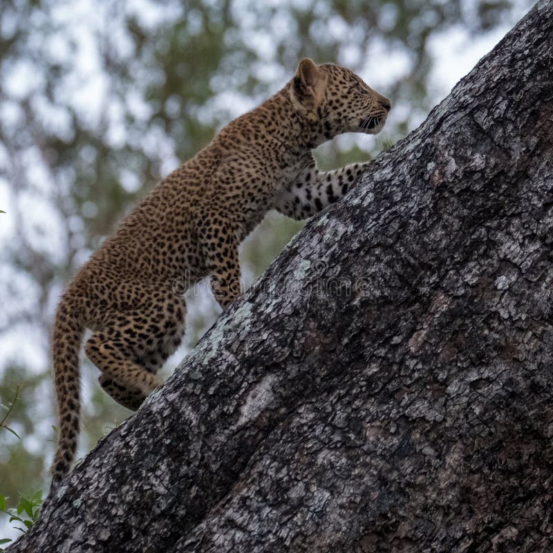 Lamparta lisi?tko wspina si? drzewa w Sabi piask?w safari parku, Kruger, Po?udniowa Afryka fotografia stock Lamparta lisi?tko wspina si? drzewa w Sabi piask?w safari parku, Kruger, Po?udniowa Afryka fotografia stock