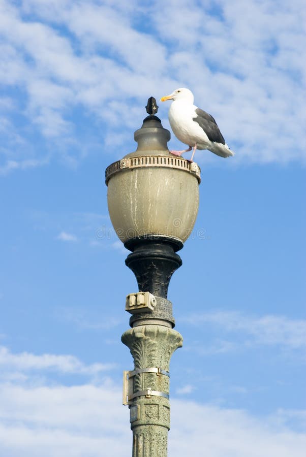 Lampowy seagull fotografia royalty free