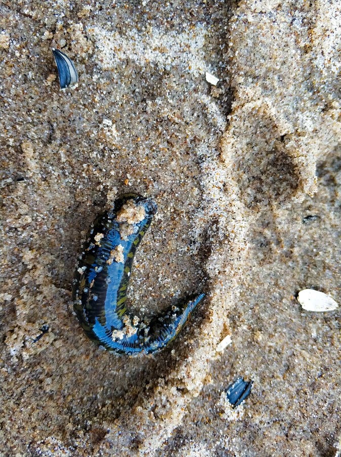 Lamproie parasite. photographie stock