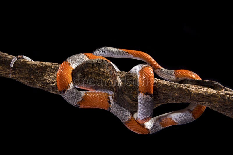 Lampropeltis alterna on the tree