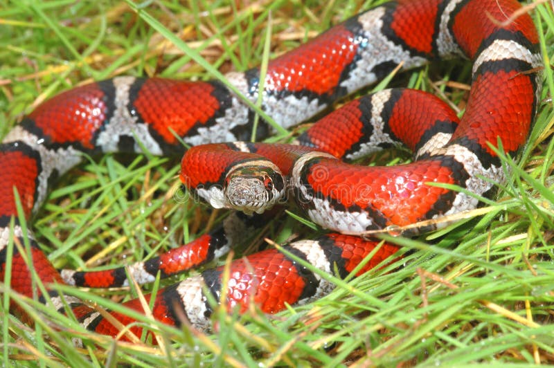 Lampropeltis triangulum syspila