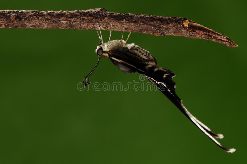 Lamproptera Curia /butterfly with Long Tail Stock Image Image of eyes