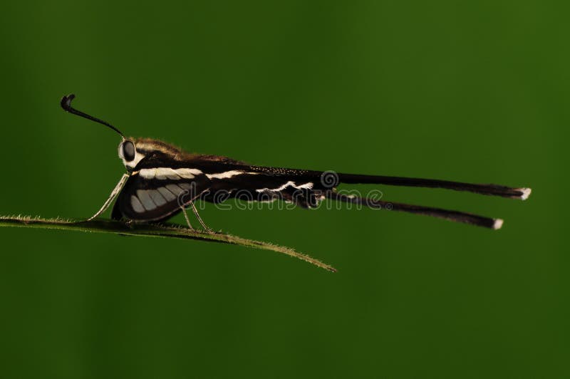 Lamproptera Curia /butterfly with Long Tail Stock Photo Image of